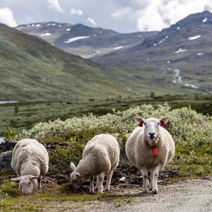 6 Books About Sheep You Should Read