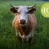 The Secret Life of Farm Animals